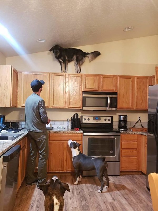 Hilarious Animals (38 pics)