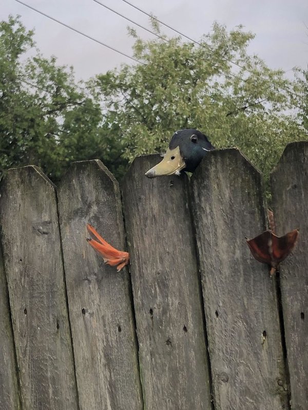 Hilarious Animals (38 pics)