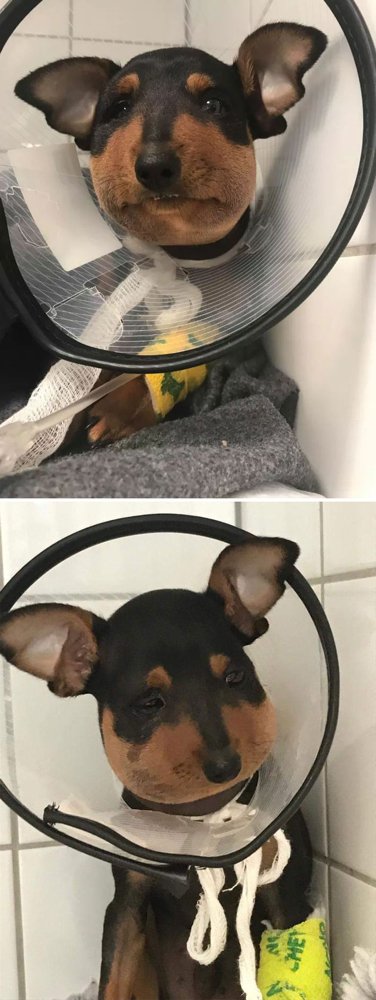 Hilarious Animals (38 pics)