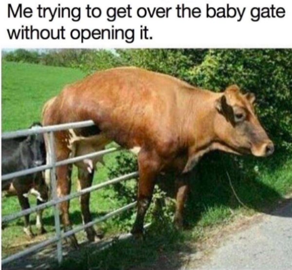 Parenting Memes (34 pics)