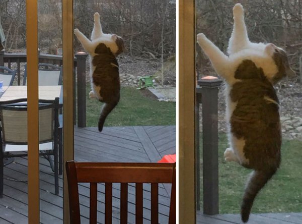 Hilarious Animals (38 pics)