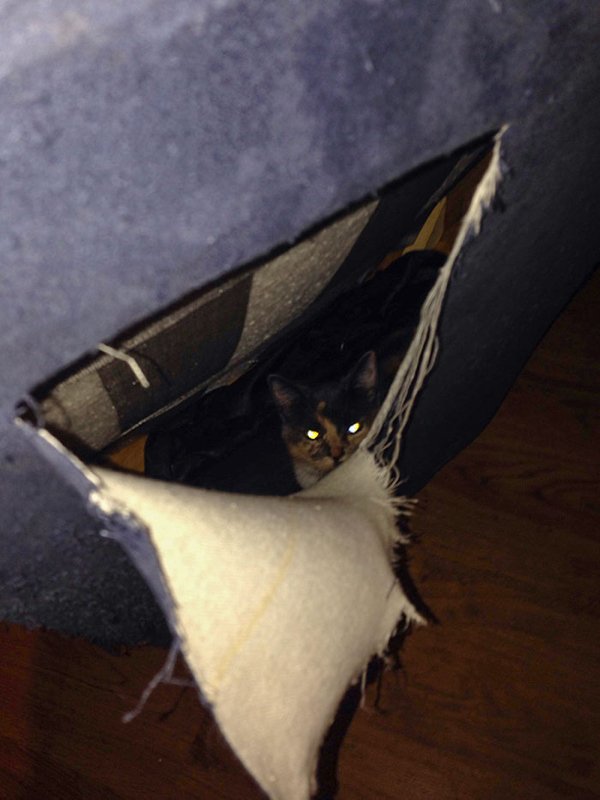 Hilarious Animals (38 pics)