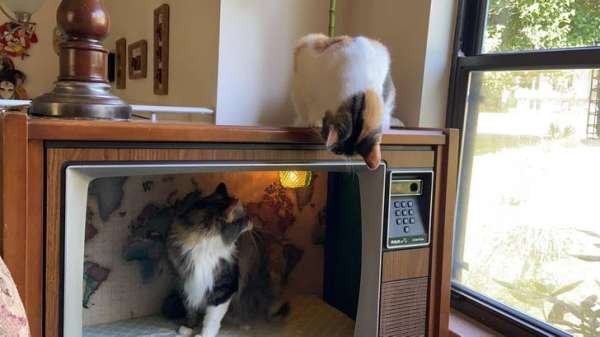 DIY From Trash (21 pics)