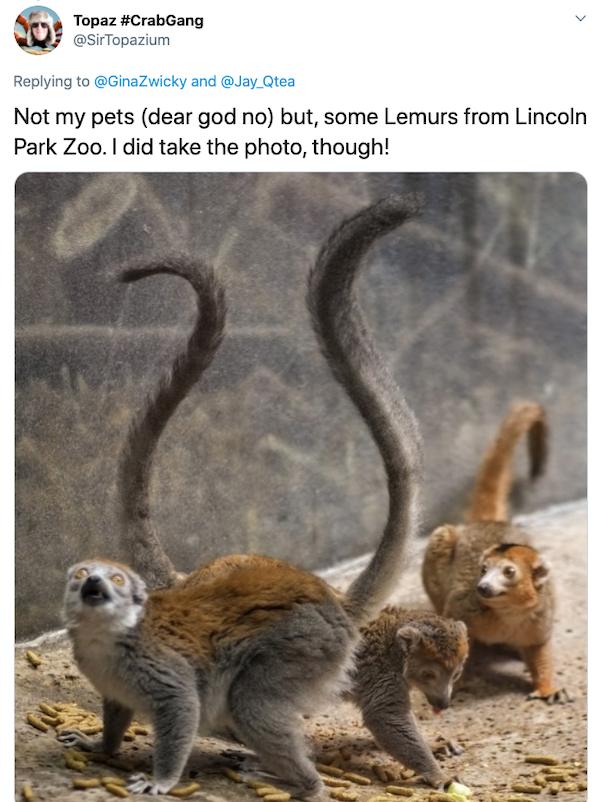 Animals: Taking Pictures Fails (28 pics)