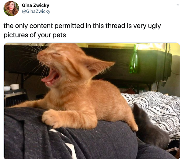 Animals: Taking Pictures Fails (28 pics)