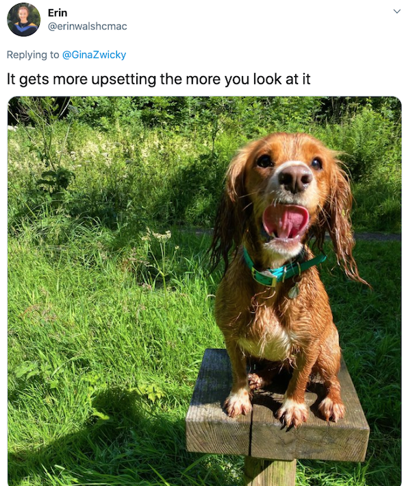 Animals: Taking Pictures Fails (28 pics)