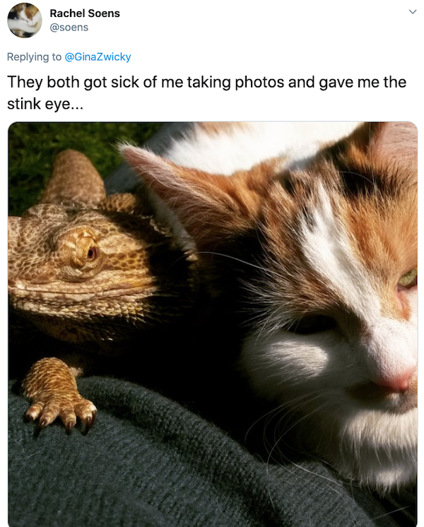Animals: Taking Pictures Fails (28 pics)