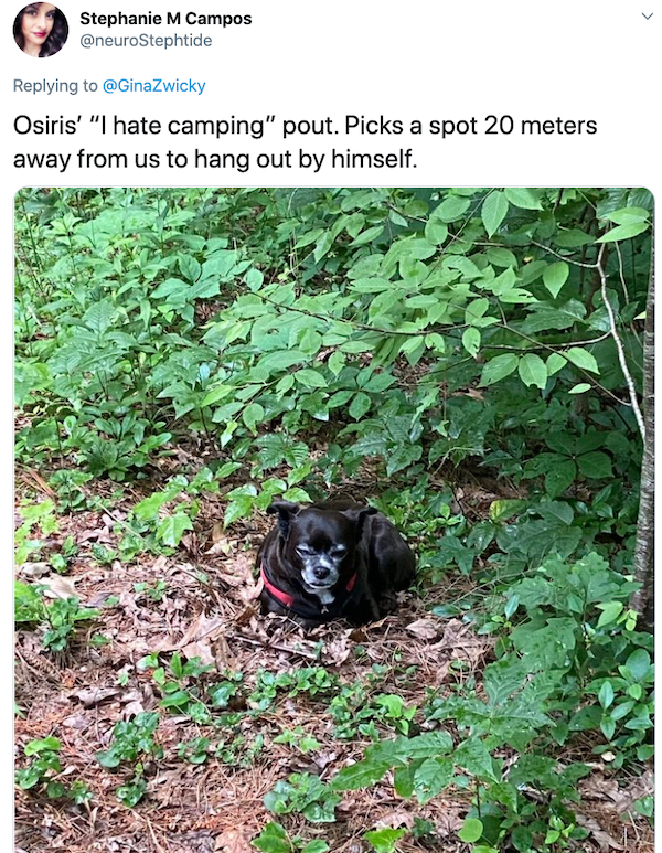 Animals: Taking Pictures Fails (28 pics)
