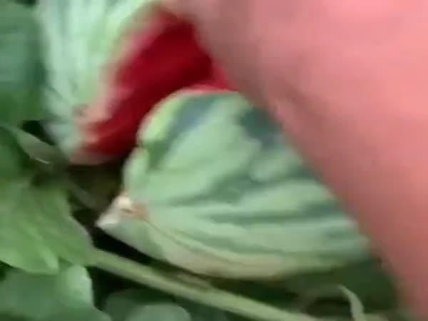 How To Open Watermelon