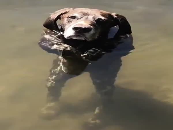 Dog Standing In Water