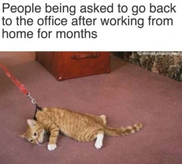 Memes And Pictures About Work (45 pics)