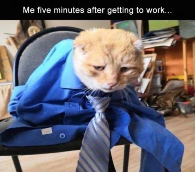 Memes And Pictures About Work (45 pics)