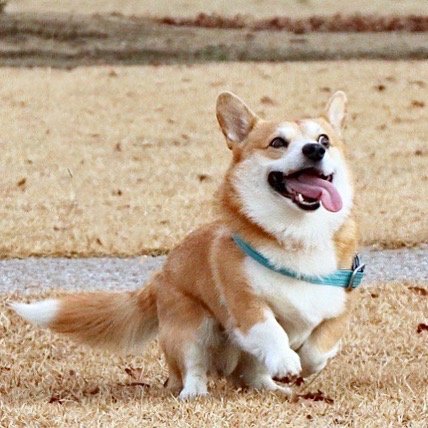 Gen The Corgi (34 pics)