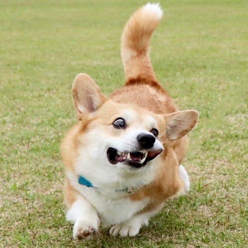 Gen The Corgi (34 pics)