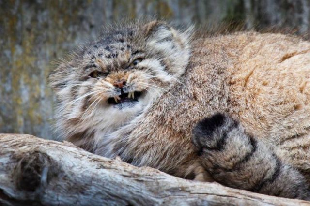 Acid Picdump. Part 2 (94 pics)