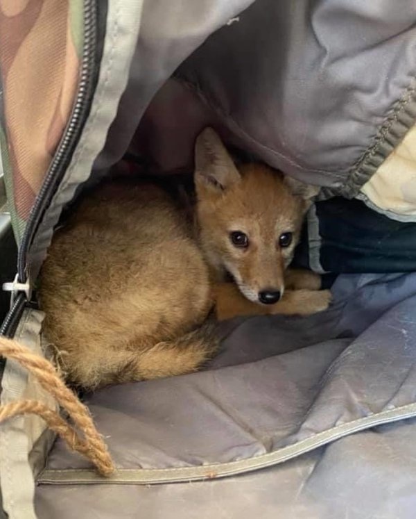 Canadian Kayaker And His Rescued Friend Coyote Pup (8 pics)