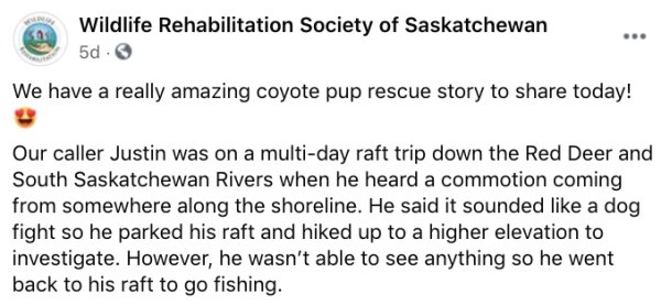 Canadian Kayaker And His Rescued Friend Coyote Pup (8 pics)