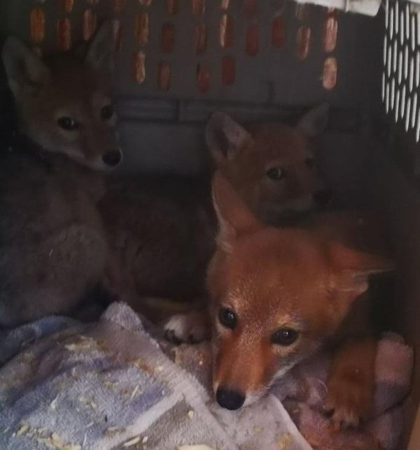 Canadian Kayaker And His Rescued Friend Coyote Pup (8 pics)