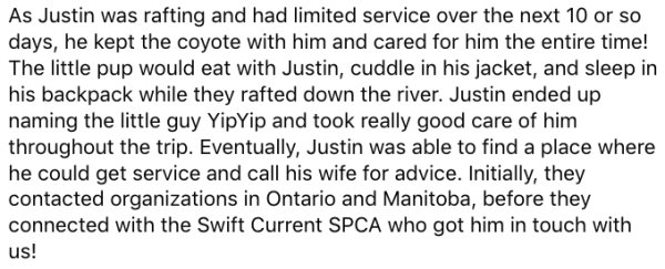 Canadian Kayaker And His Rescued Friend Coyote Pup (8 pics)