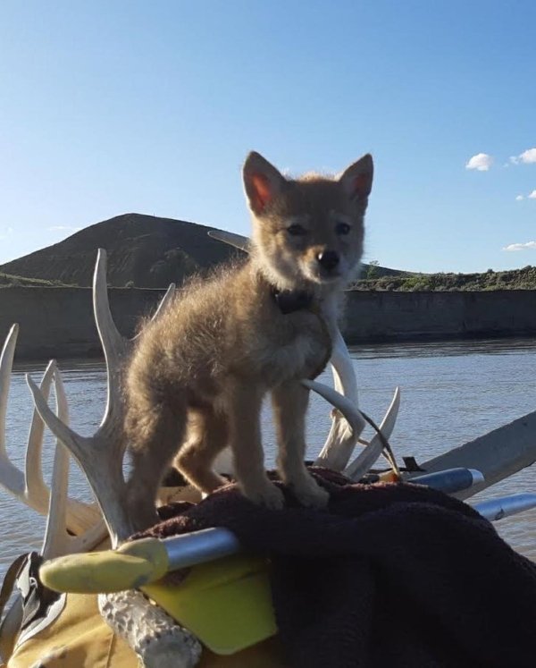 Canadian Kayaker And His Rescued Friend Coyote Pup (8 pics)