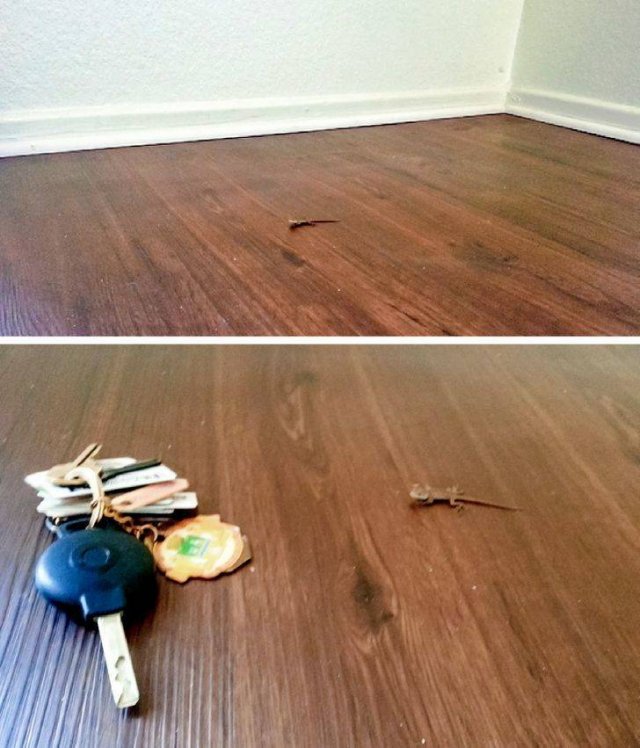 People Share Surprises They Found Inside Properties For Sale (19 pics)