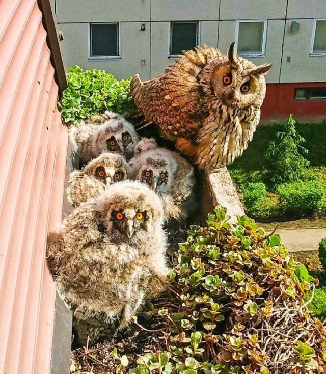People Share Surprises They Found Inside Properties For Sale (19 pics)