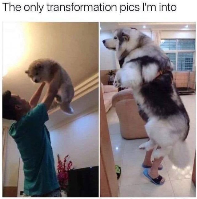 Comparison Matters (48 pics)