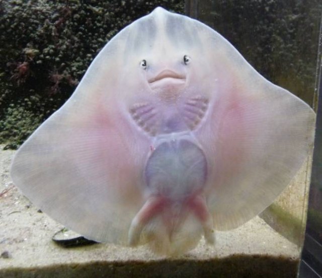Acid Picdump. Part 1 (95 pics)