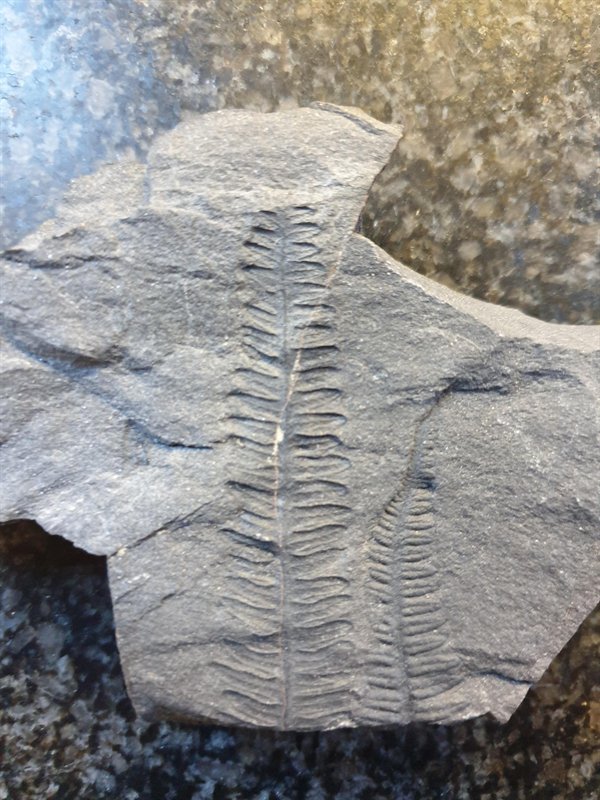 Great Fossils (19 pics)