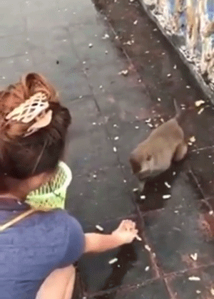 Funny Animals (14 gifs)