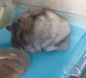 Funny Animals (14 gifs)