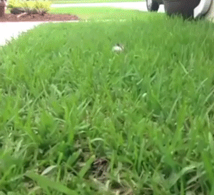 Funny Animals (14 gifs)