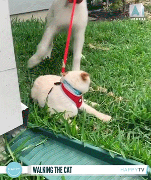 Funny Animals (14 gifs)