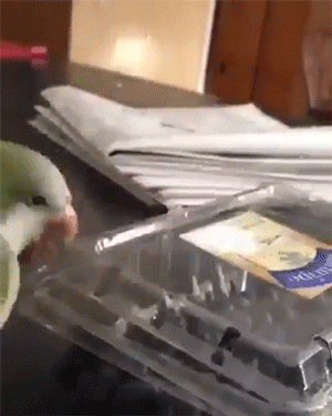 Funny Animals (14 gifs)
