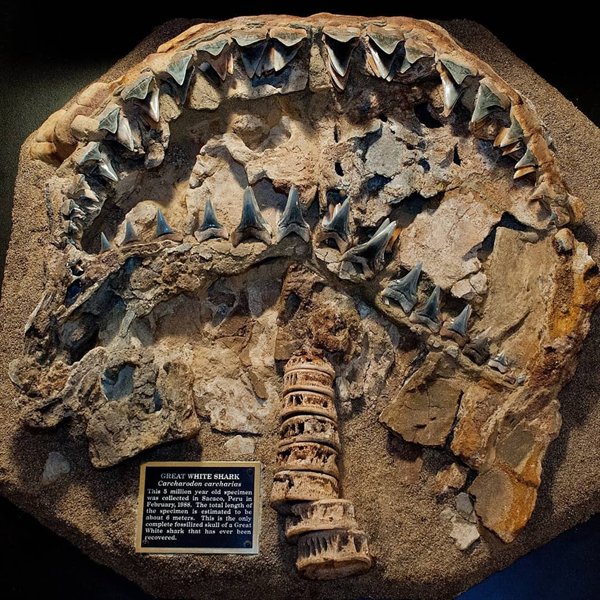 Great Fossils (19 pics)