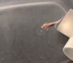 Funny Animals (14 gifs)