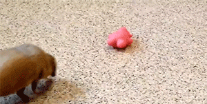 Funny Animals (14 gifs)