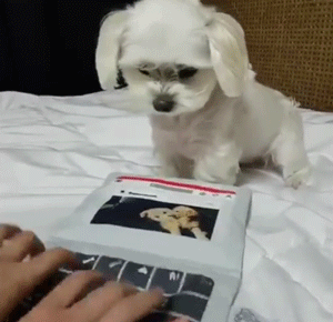 Funny Animals (14 gifs)