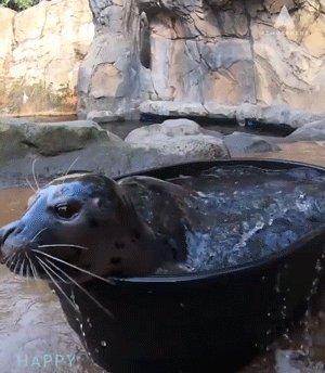 Funny Animals (14 gifs)