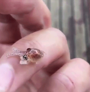 Funny Animals (14 gifs)