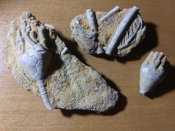 Great Fossils (19 pics)