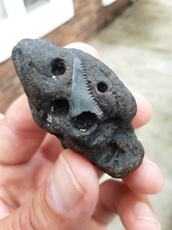 Great Fossils (19 pics)