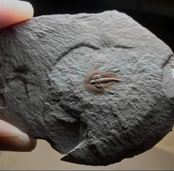 Great Fossils (19 pics)