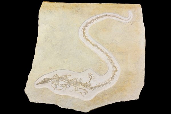 Great Fossils (19 pics)