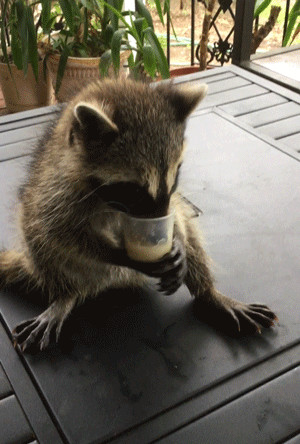 Funny Animals (14 gifs)