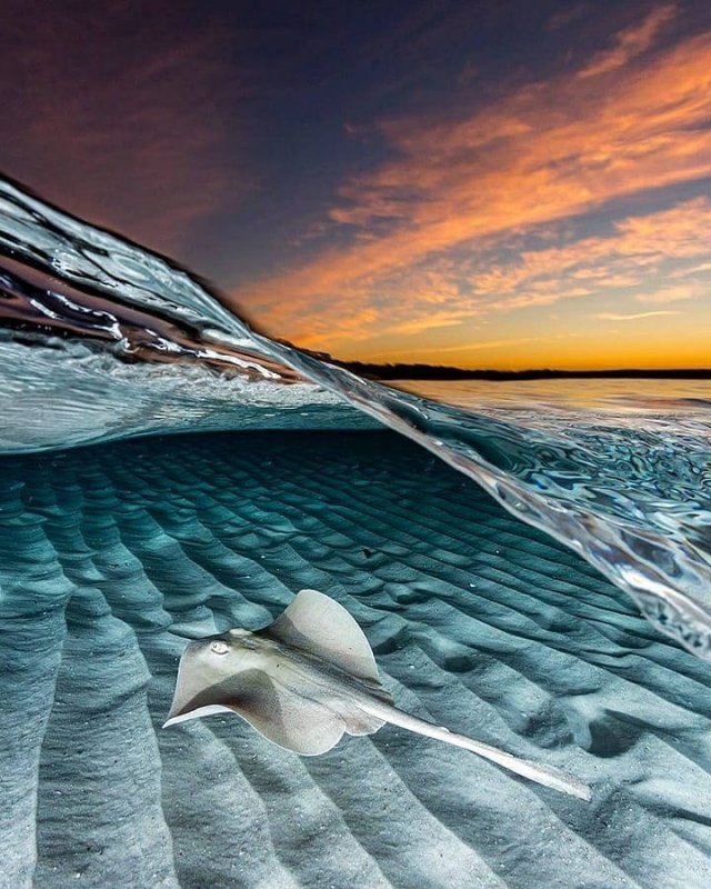 Ocean's Beauty (55 pics)