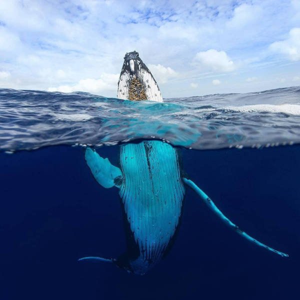 Ocean's Beauty (55 pics)