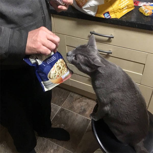 These People Refused To Have Pets (50 pics)