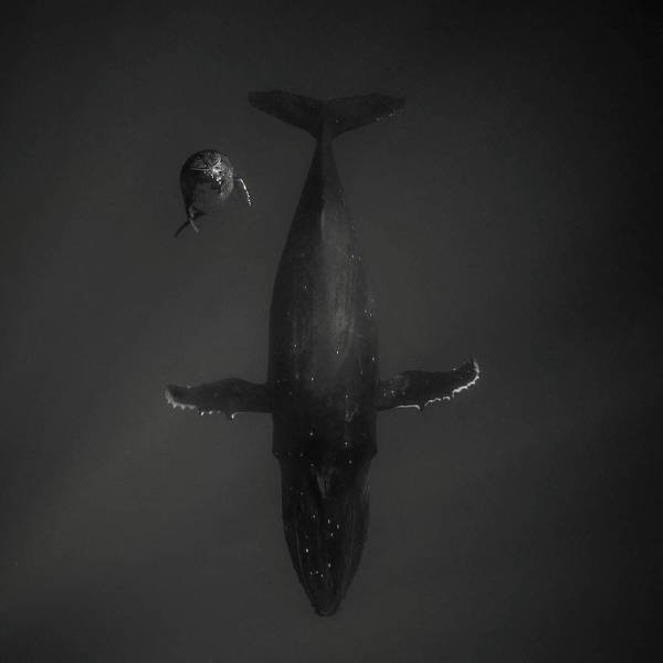 Ocean's Beauty (55 pics)