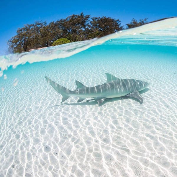 Ocean's Beauty (55 pics)